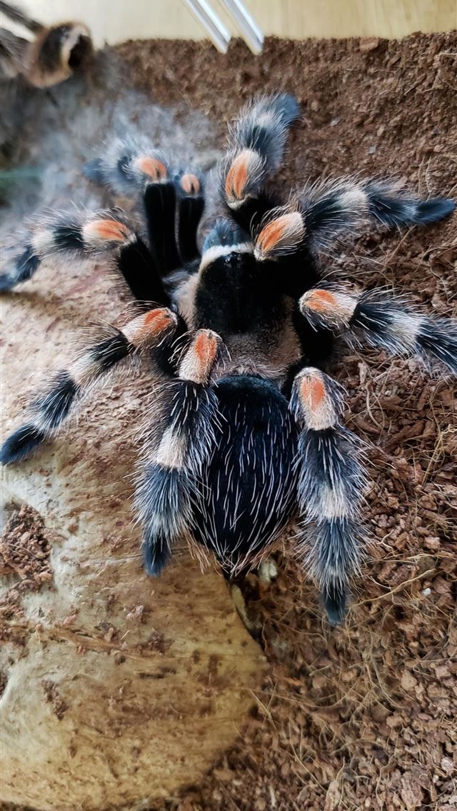 1284x2778 tarantula - tarantula iPhone Wallpaper