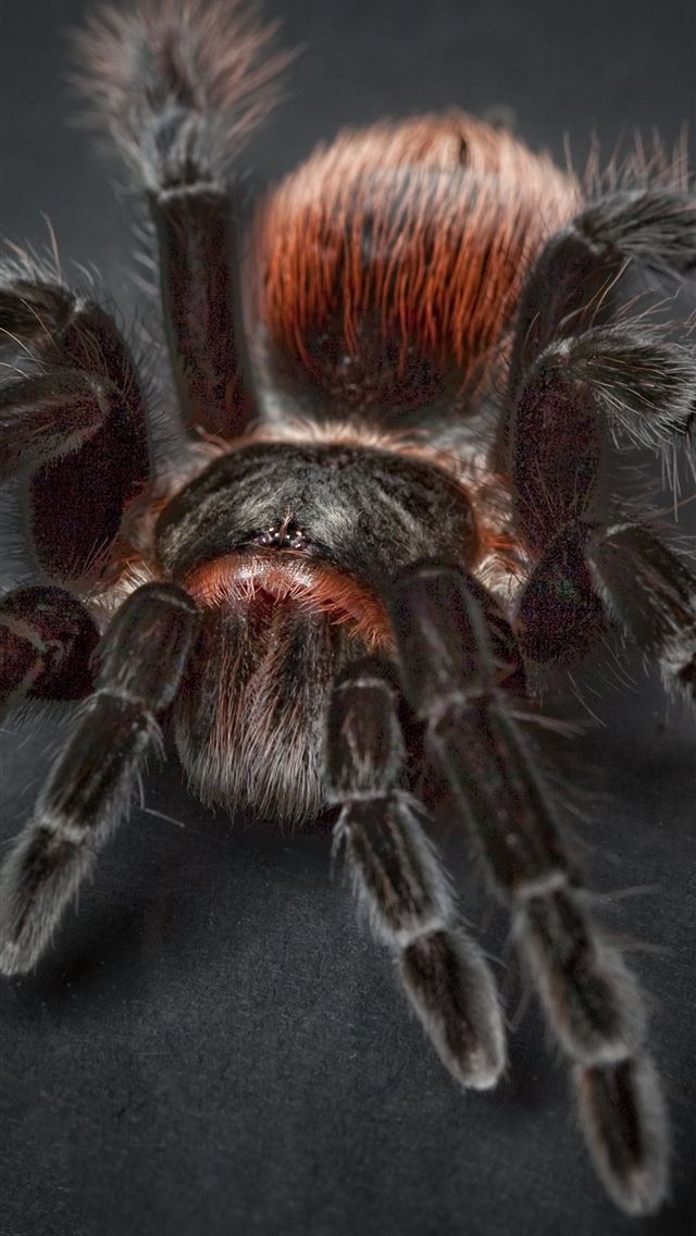 1284x2778 tarantula - tarantula iPhone Wallpaper