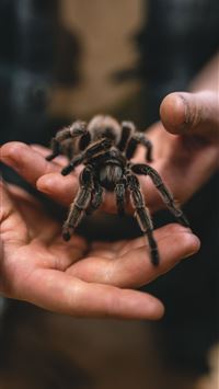 tarantula wallpaper