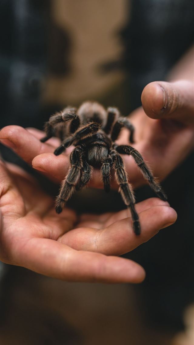 1284x2778 tarantula - tarantula iPhone Wallpaper