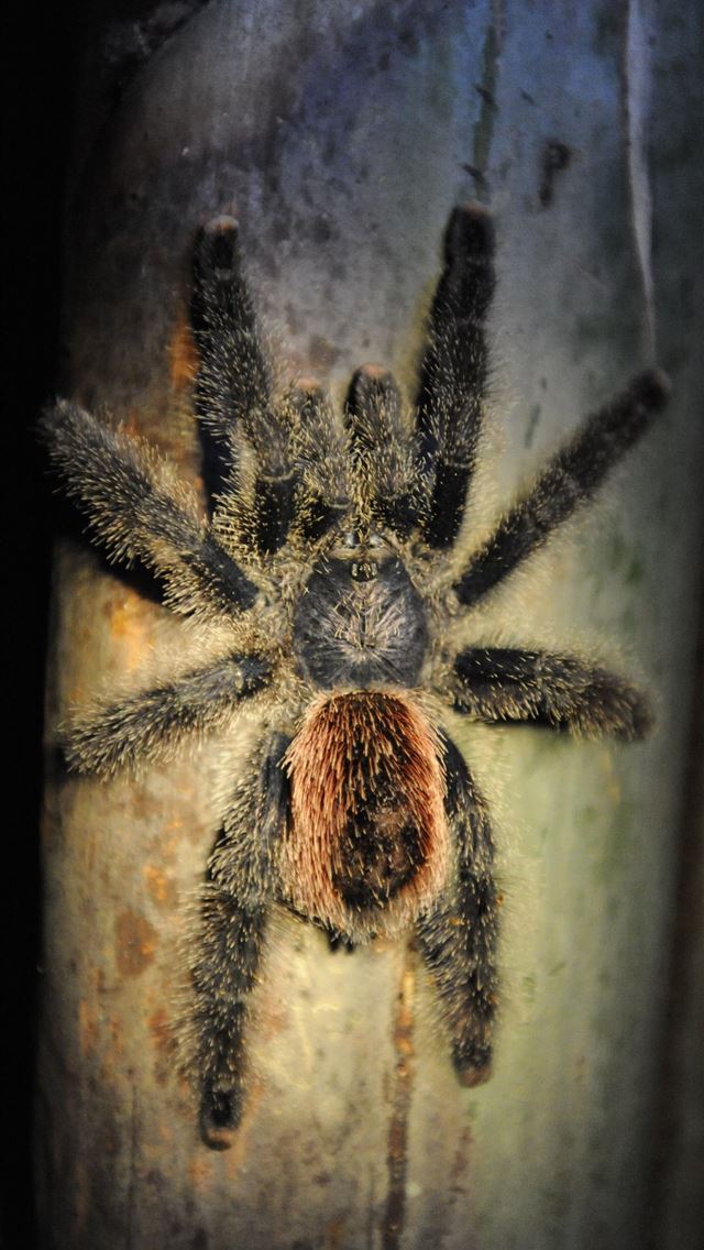 1284x2778 tarantula - tarantula iPhone Wallpaper