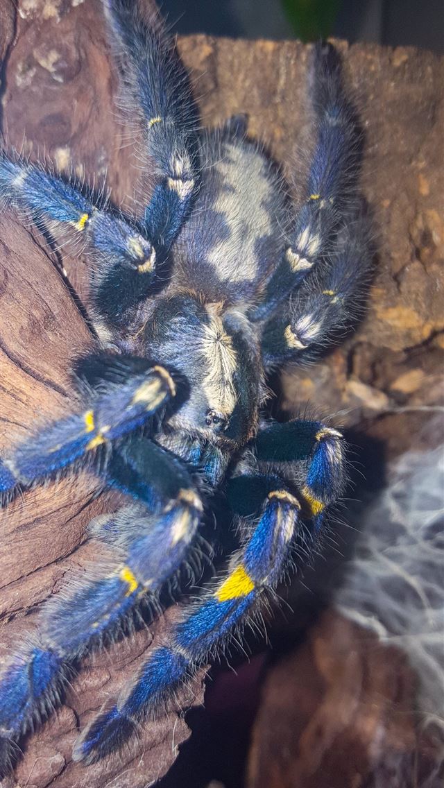 1284x2778 tarantula - tarantula iPhone Wallpaper