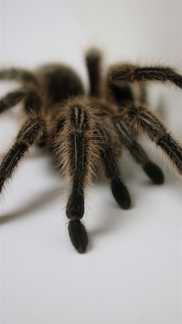 1284x2778 tarantula - tarantula iPhone Wallpaper