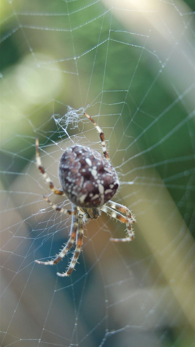 1284x2778 tarantula - tarantula iPhone Wallpaper