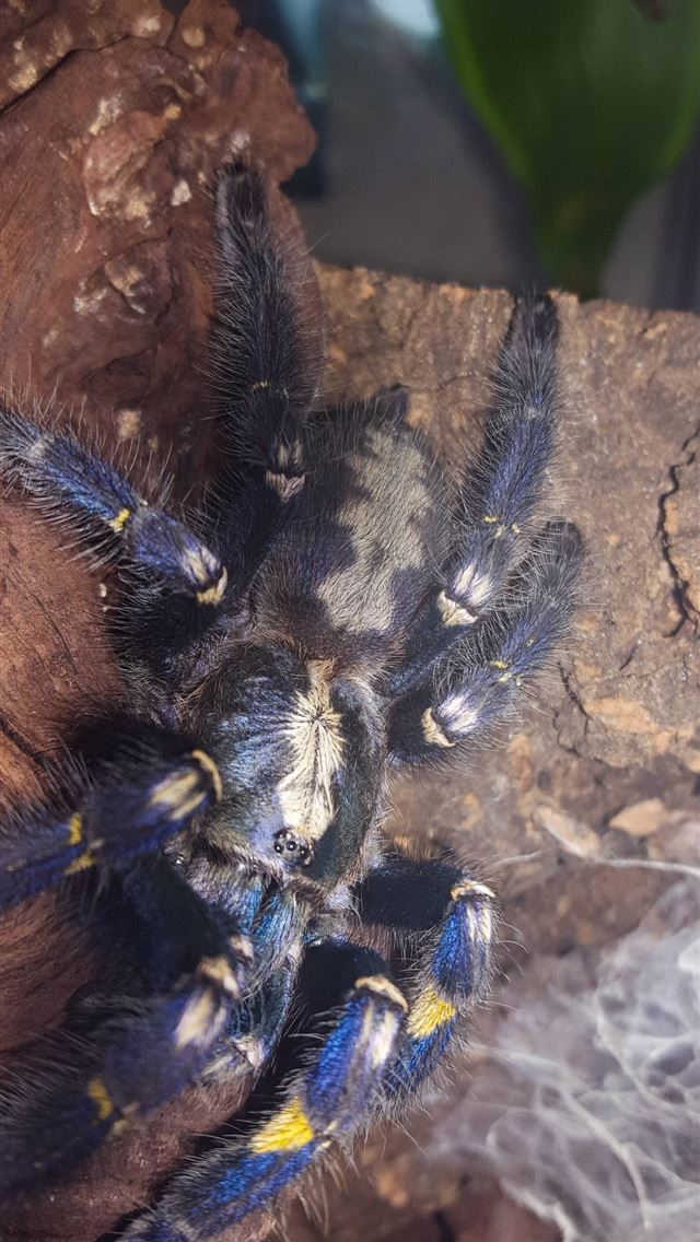 1284x2778 tarantula - tarantula iPhone Wallpaper