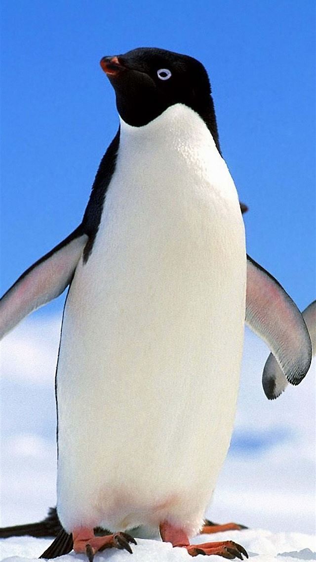 1284x2778 penguin - penguin iPhone Wallpaper