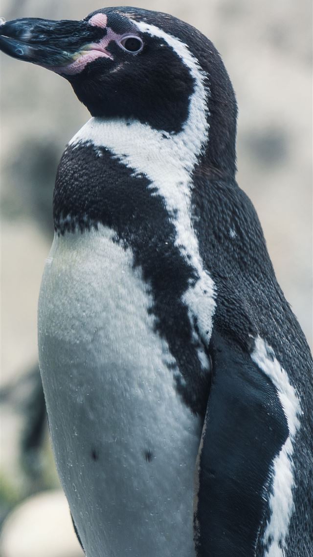 1284x2778 penguin - penguin iPhone Wallpaper