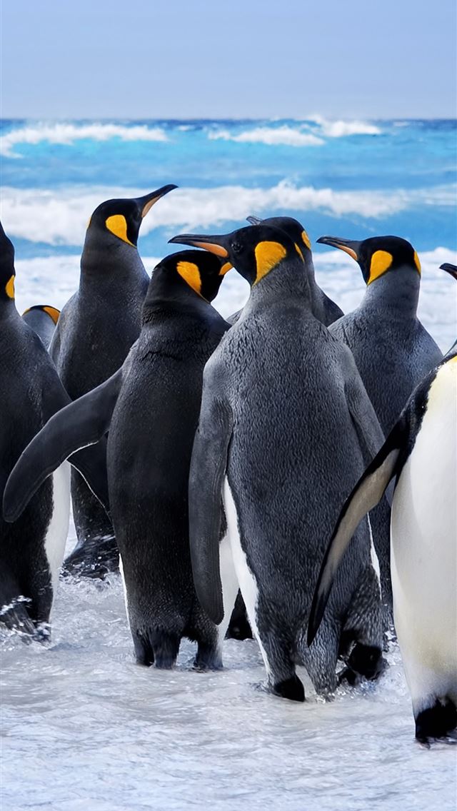 1284x2778 penguin - penguin iPhone Wallpaper