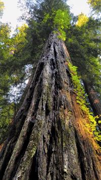 sequoia national park wallpaper