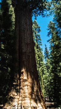sequoia national park wallpaper