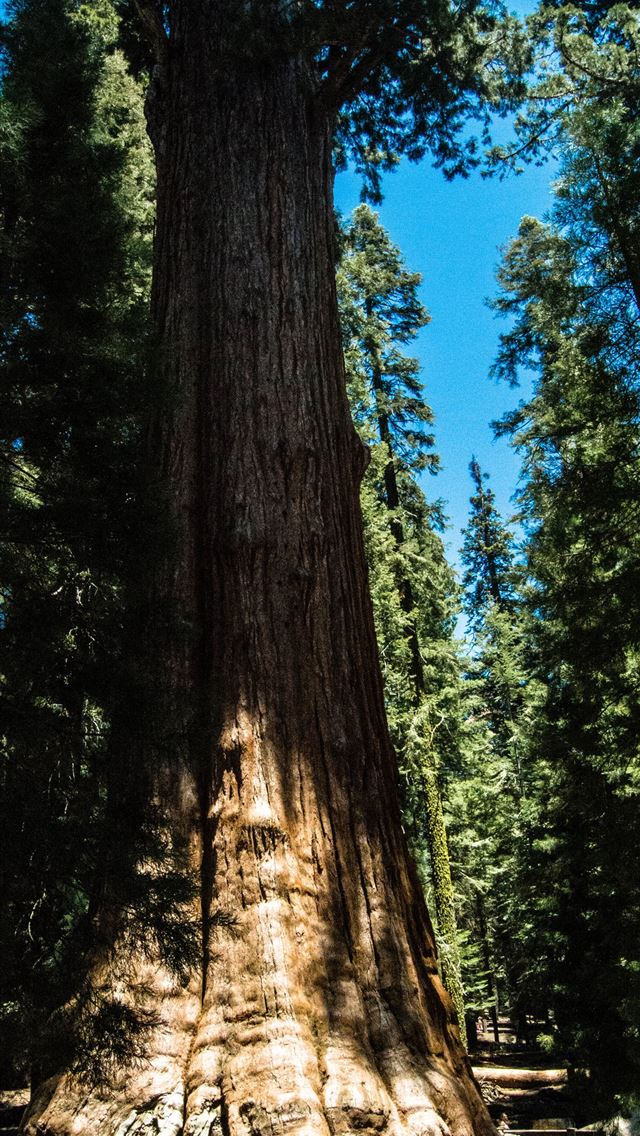1284x2778 sequoia national park - sequoia national park iPhone Wallpaper