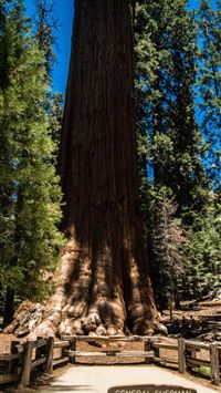 sequoia national park wallpaper