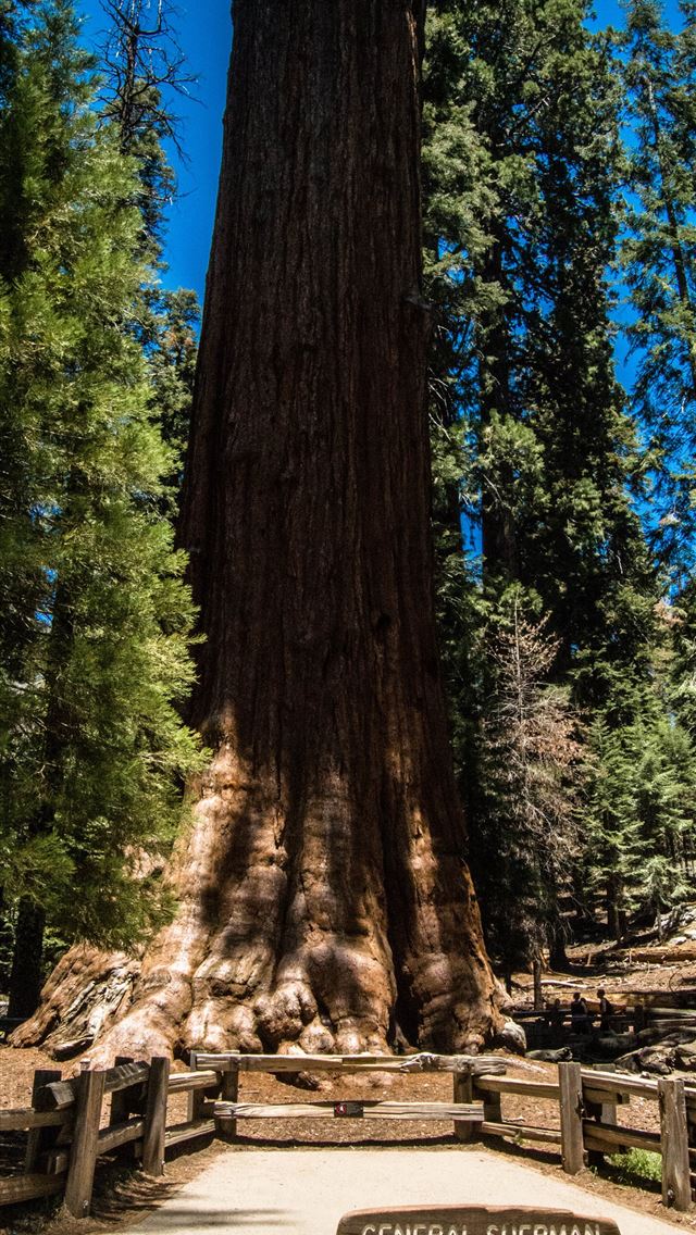 1284x2778 sequoia national park - sequoia national park iPhone Wallpaper