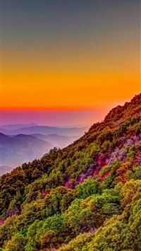 sequoia national park wallpaper