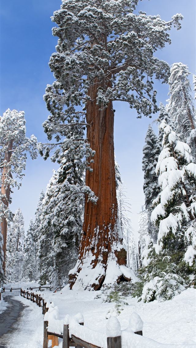 1284x2778 sequoia national park - sequoia national park iPhone Wallpaper
