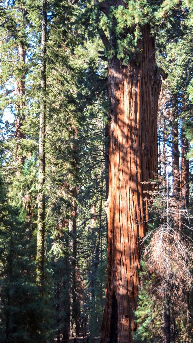 1284x2778 sequoia national park - sequoia national park iPhone Wallpaper