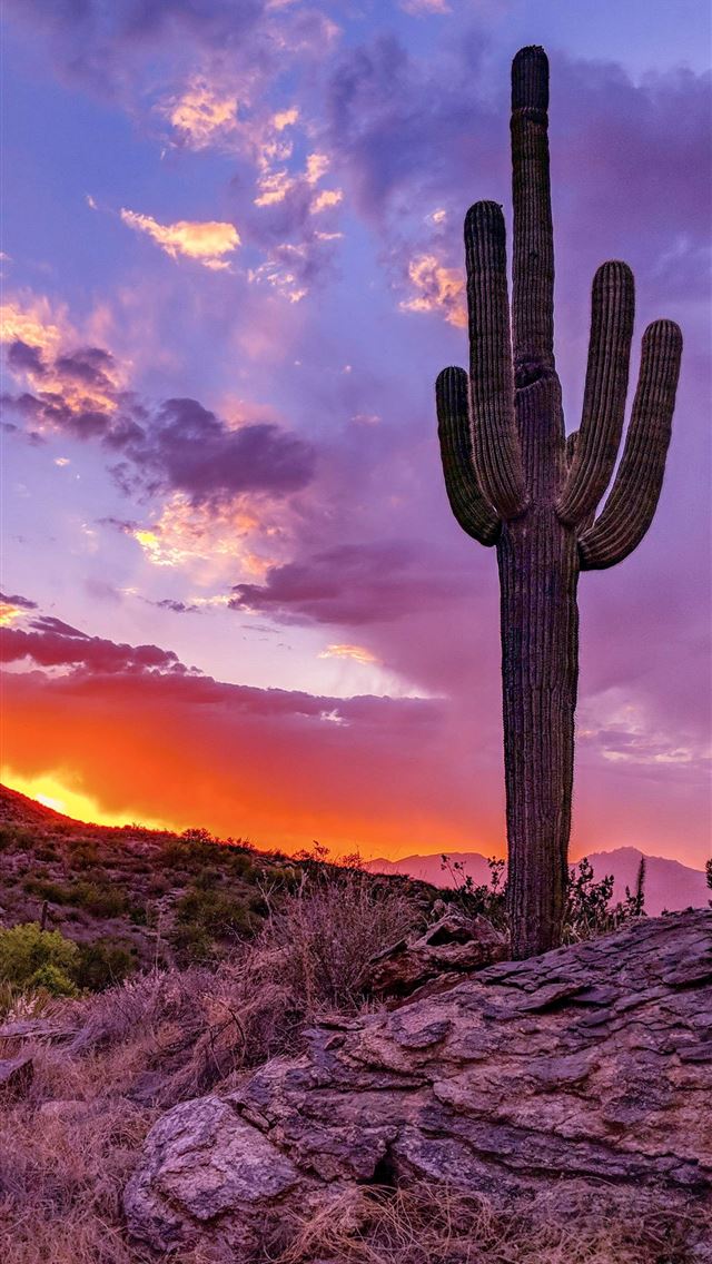 1284x2778 phoenix arizona - phoenix arizona iPhone Wallpaper