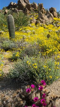 phoenix arizona wallpaper