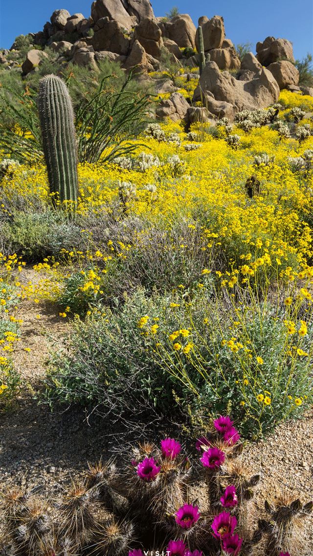 1284x2778 phoenix arizona - phoenix arizona iPhone Wallpaper