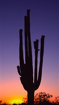 phoenix arizona wallpaper