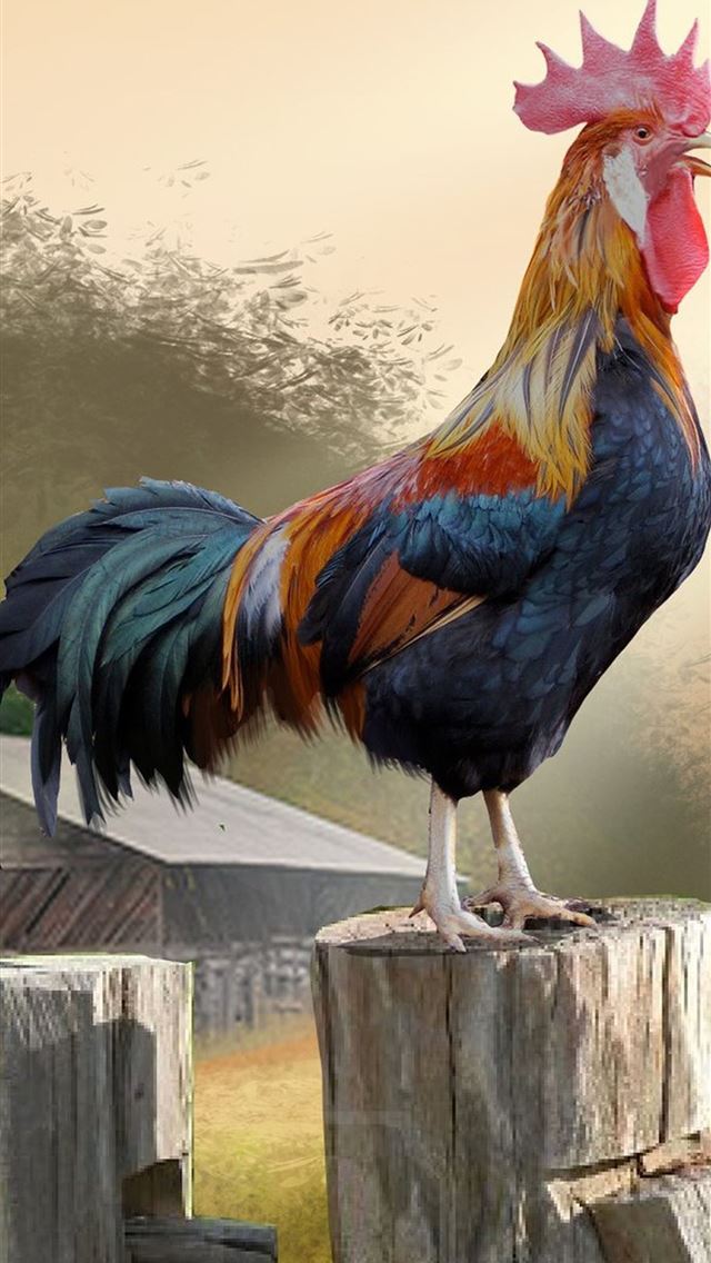 1284x2778 hen - hen iPhone Wallpaper