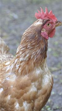 hen wallpaper