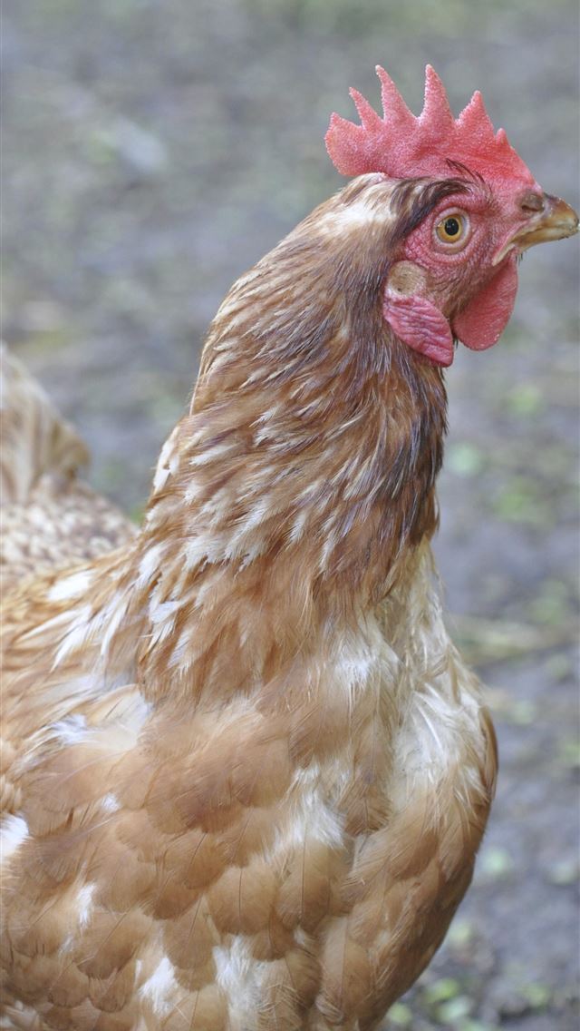 1284x2778 hen - hen iPhone Wallpaper