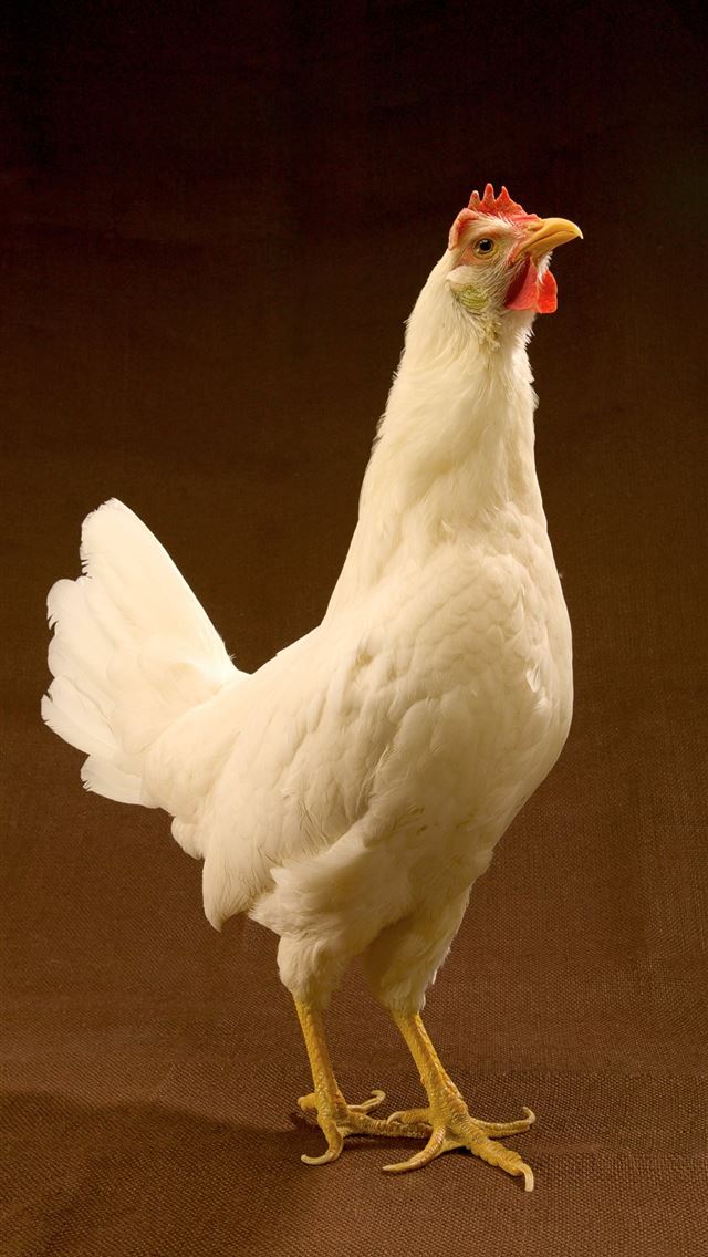 1284x2778 hen - hen iPhone Wallpaper