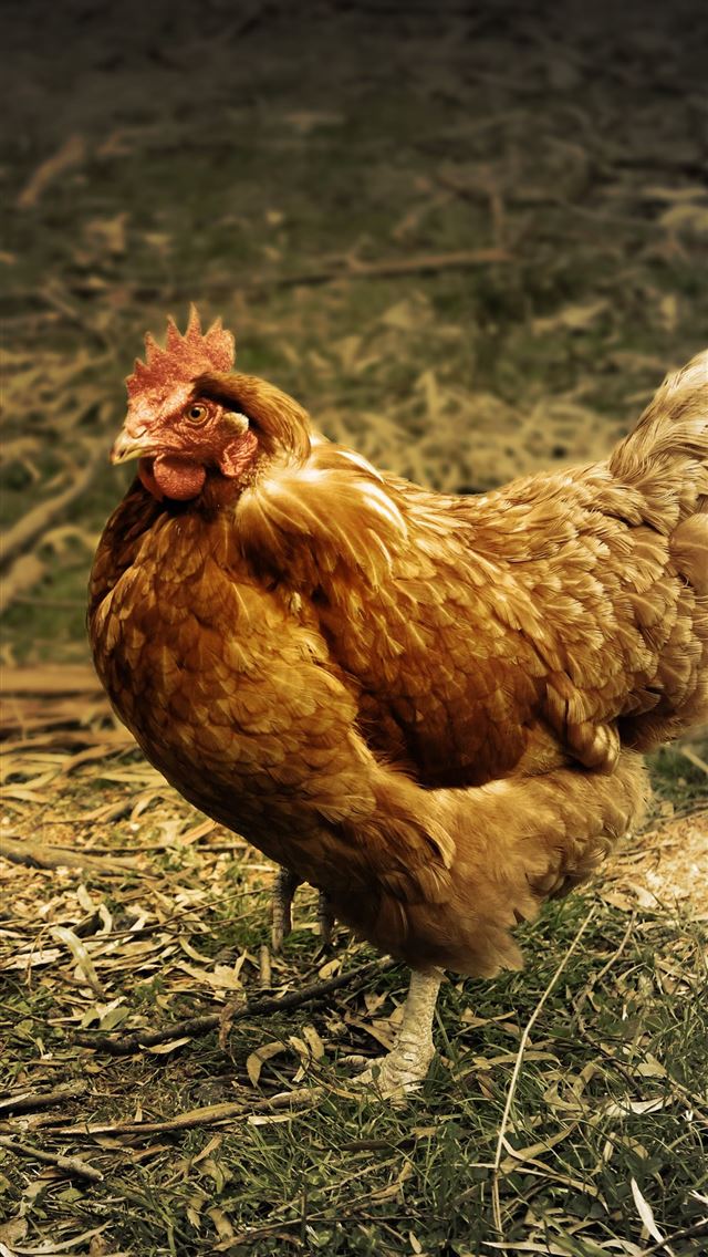 1284x2778 hen - hen iPhone Wallpaper