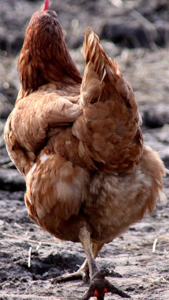 1284x2778 hen - hen iPhone Wallpaper