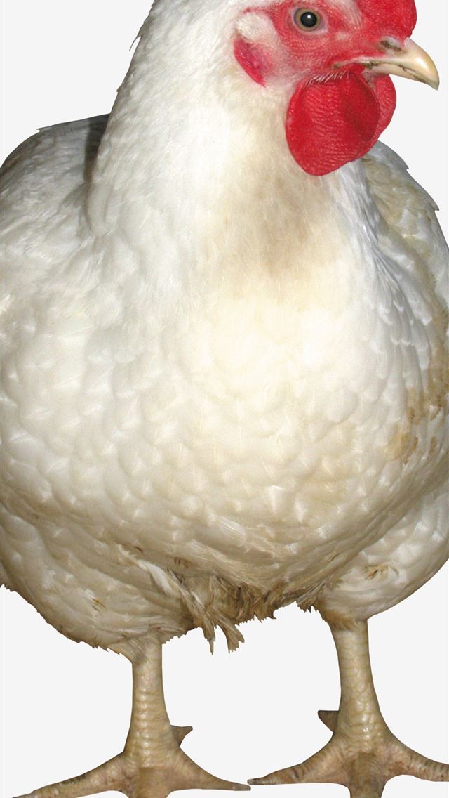 1284x2778 hen - hen iPhone Wallpaper