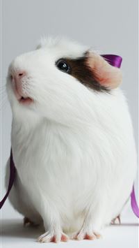 guinea pigs wallpaper