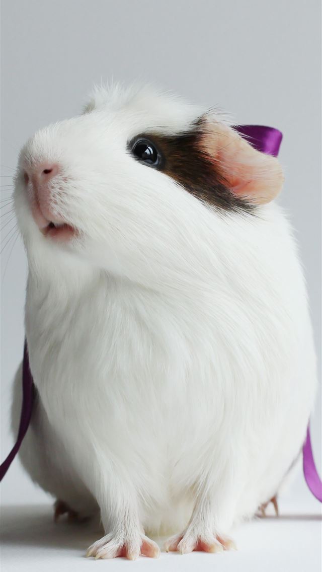 1284x2778 guinea pigs - guinea pigs iPhone Wallpaper
