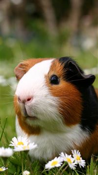 guinea pigs wallpaper