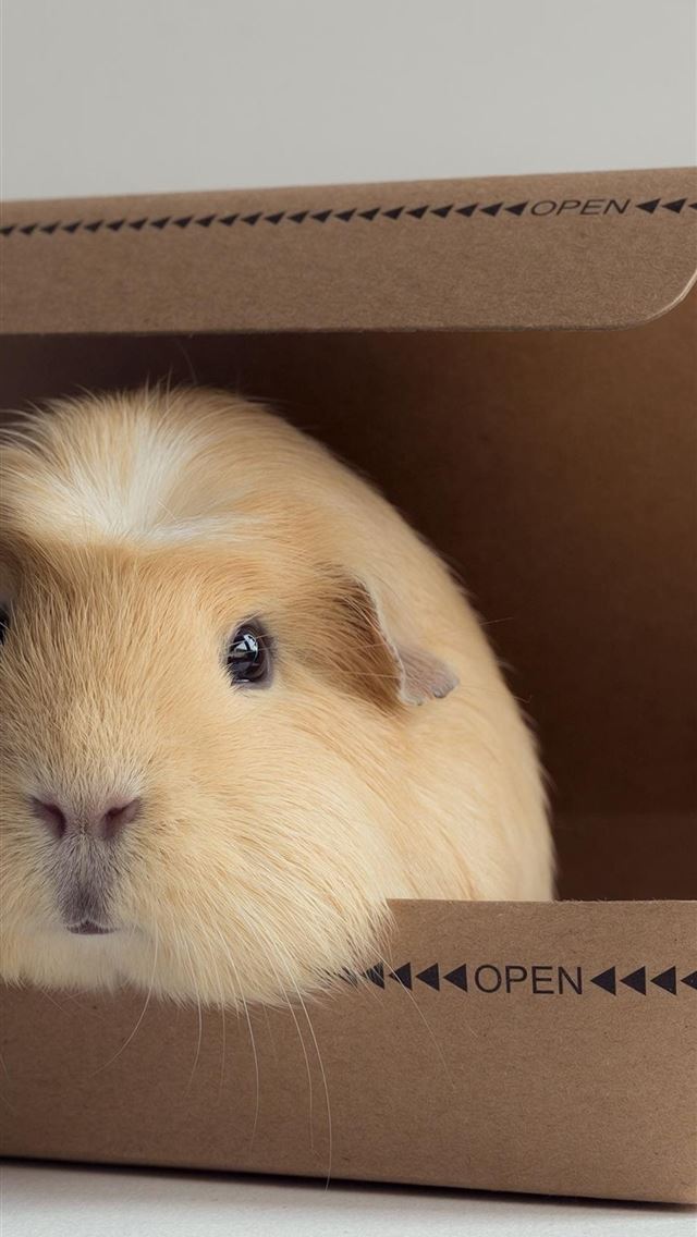 1284x2778 guinea pigs - guinea pigs iPhone Wallpaper