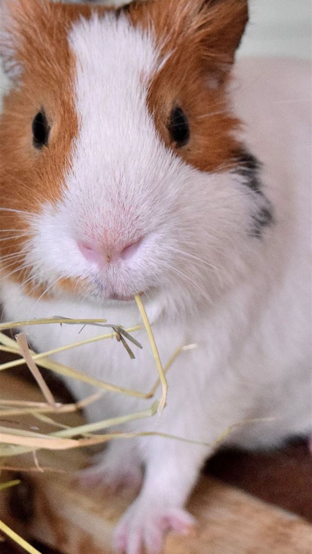 1284x2778 guinea pigs - guinea pigs iPhone Wallpaper