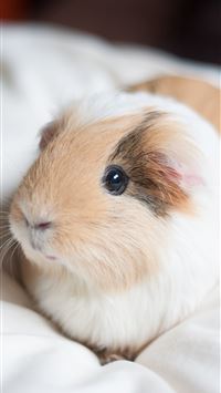 guinea pigs wallpaper