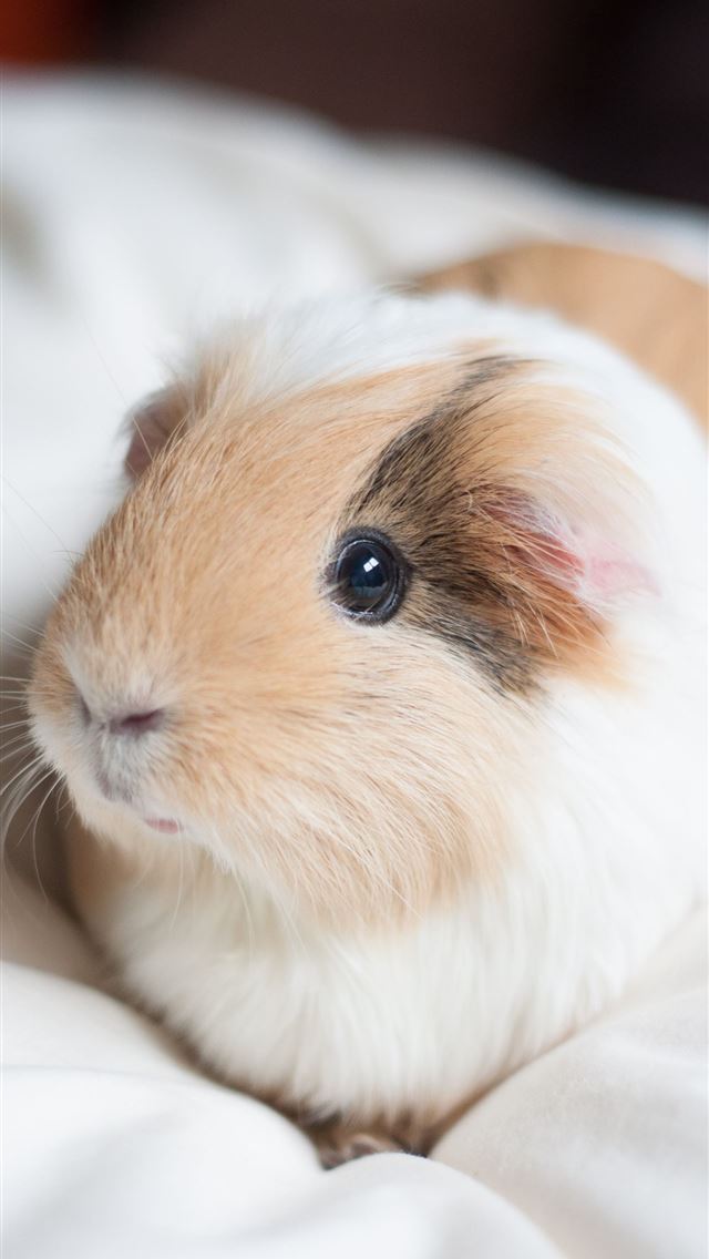 1284x2778 guinea pigs - guinea pigs iPhone Wallpaper