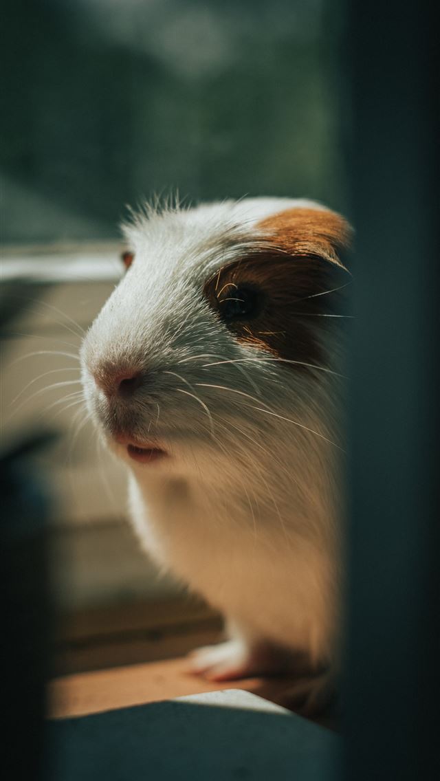 1284x2778 guinea pigs - guinea pigs iPhone Wallpaper