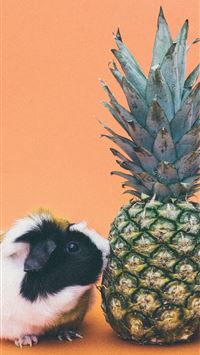 guinea pigs wallpaper