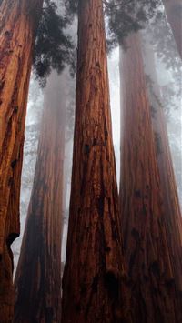 redwood national and state parks wallpaper