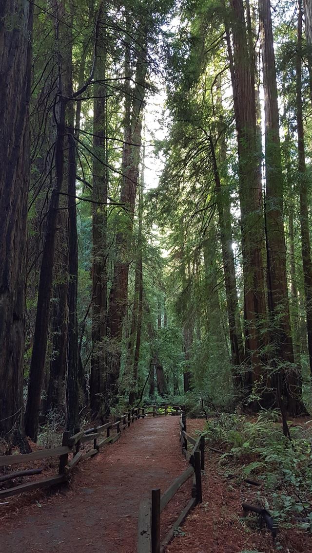 1284x2778 redwood national and state parks - redwood national and state parks iPhone Wallpaper