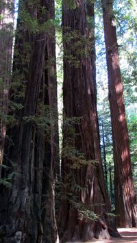 redwood national and state parks iPhone wallpaper