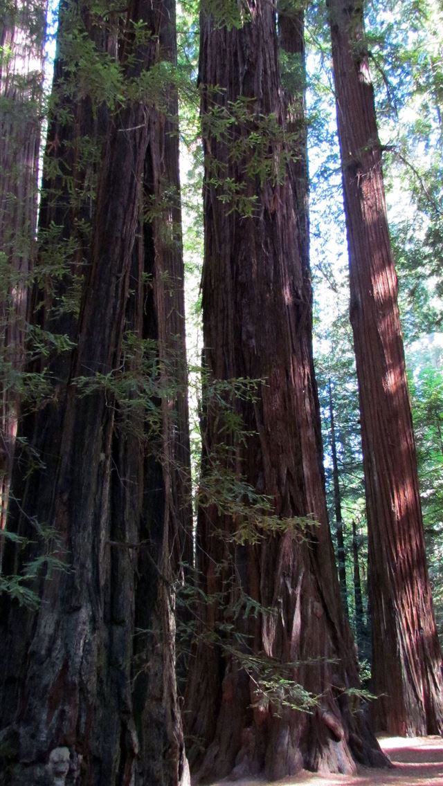 1284x2778 redwood national and state parks - redwood national and state parks iPhone Wallpaper