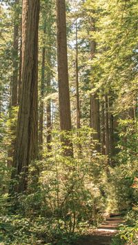 redwood national and state parks wallpaper