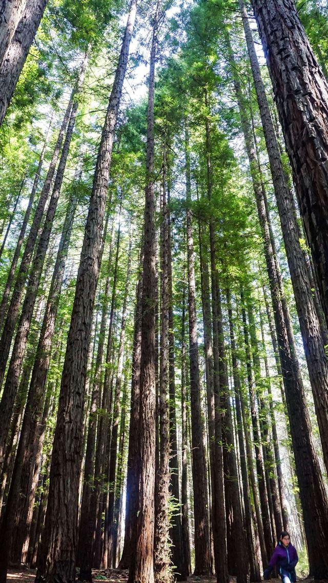 1284x2778 redwood national and state parks - redwood national and state parks iPhone Wallpaper