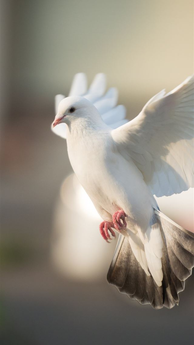 1284x2778 dove - dove iPhone Wallpaper