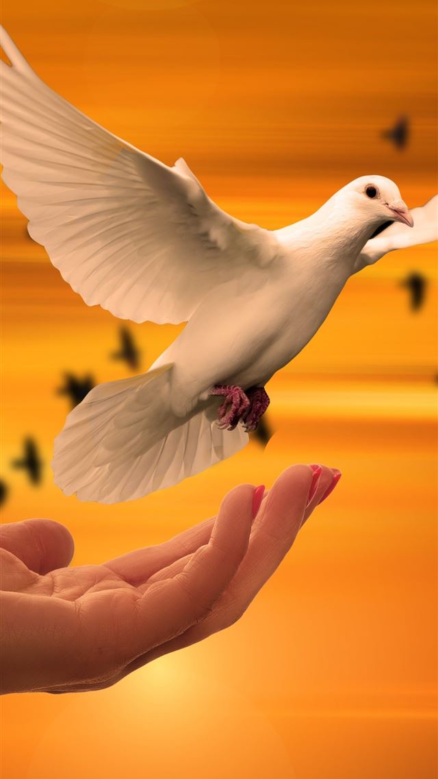 1284x2778 dove - dove iPhone Wallpaper