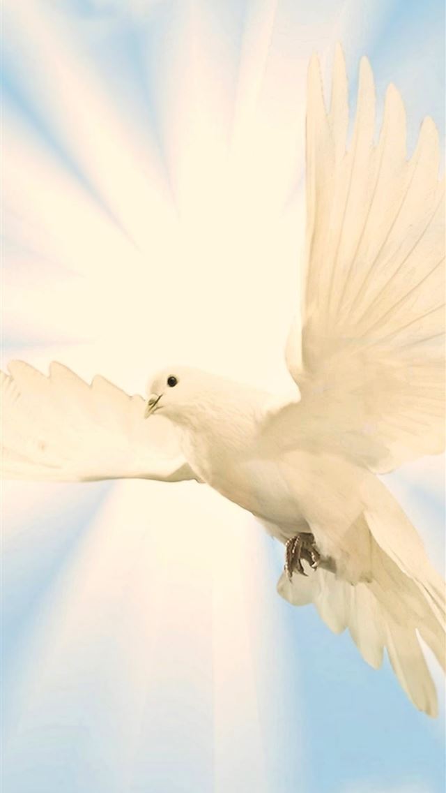 1284x2778 dove - dove iPhone Wallpaper
