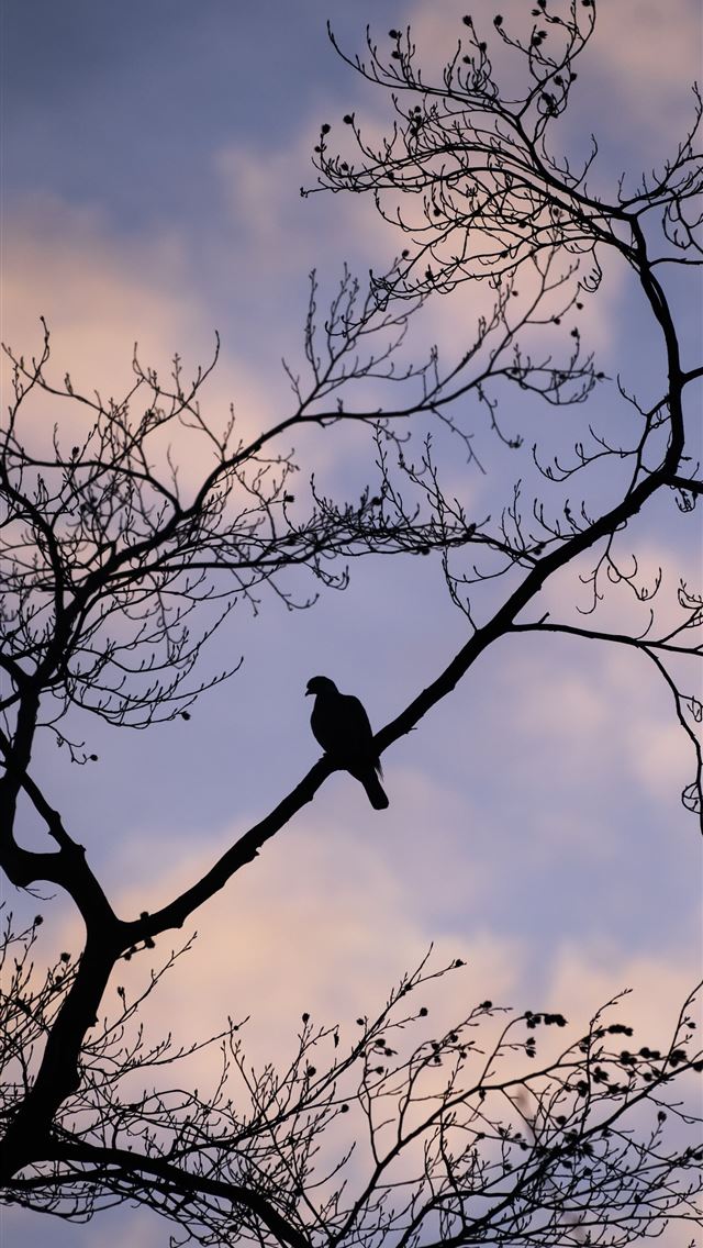1284x2778 dove - dove iPhone Wallpaper